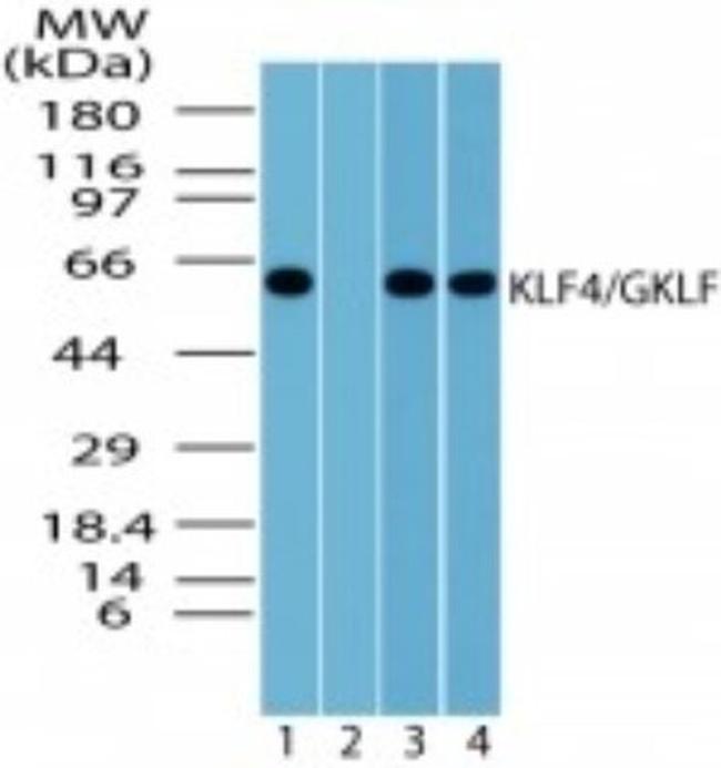 KLF4 Antibody in Western Blot (WB)