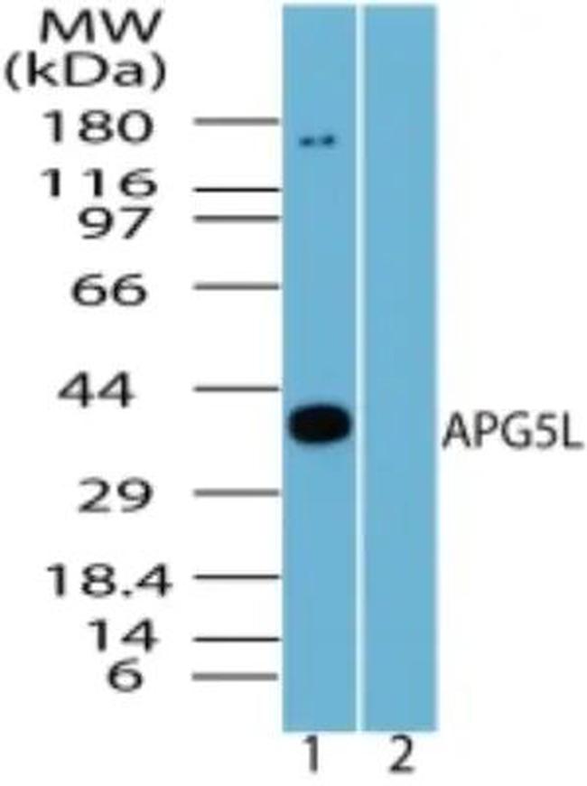 ATG5 Antibody in Western Blot (WB)