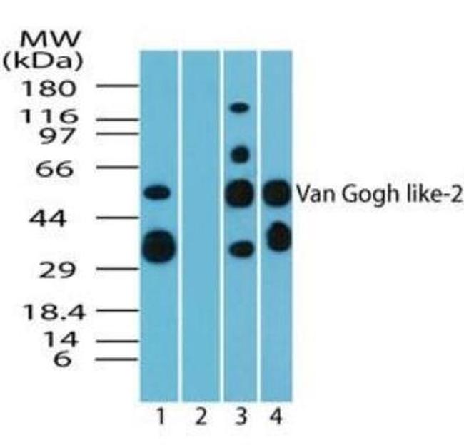 VANGL2 Antibody in Western Blot (WB)