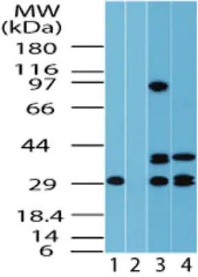 FUZ Antibody in Western Blot (WB)