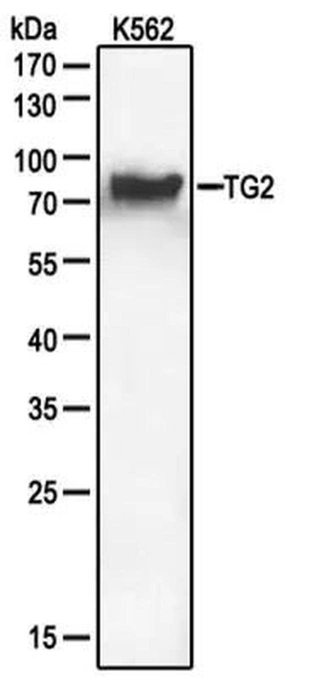 TGM2 Antibody in Western Blot (WB)