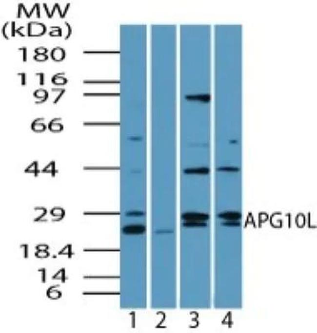 ATG10 Antibody in Western Blot (WB)