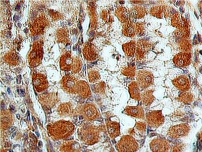 LGR7 Antibody in Immunohistochemistry (Paraffin) (IHC (P))