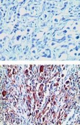 LGR7 Antibody in Immunohistochemistry (Paraffin) (IHC (P))