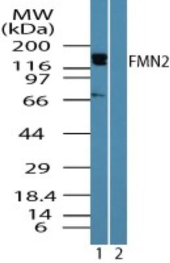 FMN2 Antibody in Western Blot (WB)