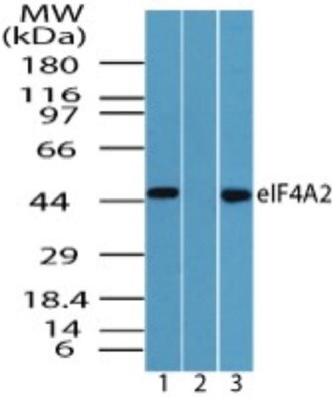 eIF4A2 Antibody in Western Blot (WB)