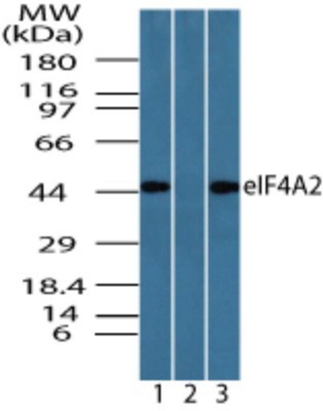 eIF4A2 Antibody in Western Blot (WB)