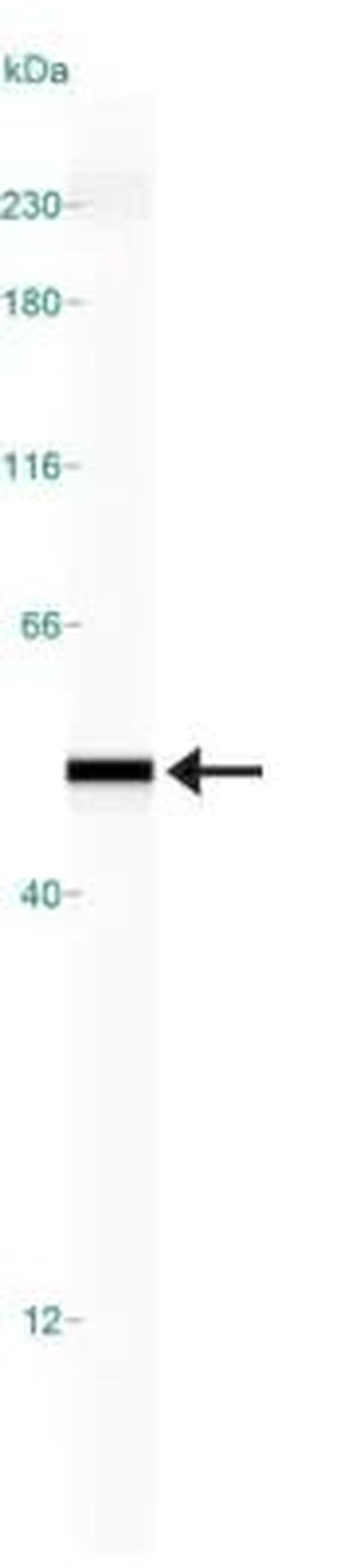 eIF4A2 Antibody in Western Blot (WB)