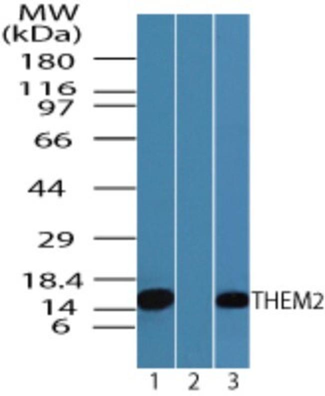 THEM2 Antibody in Western Blot (WB)