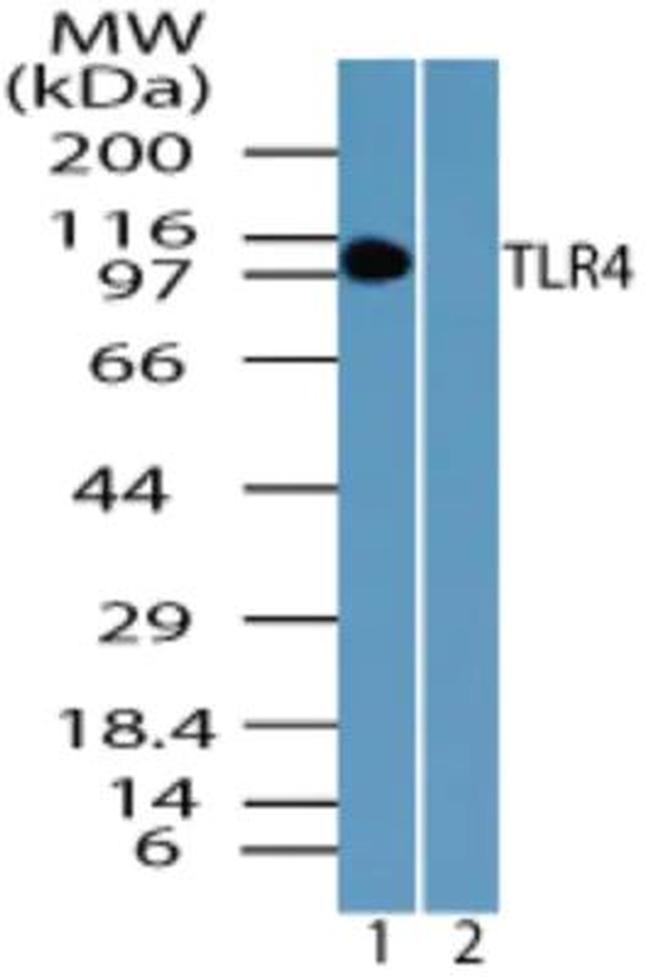 TLR4 Antibody in Western Blot (WB)