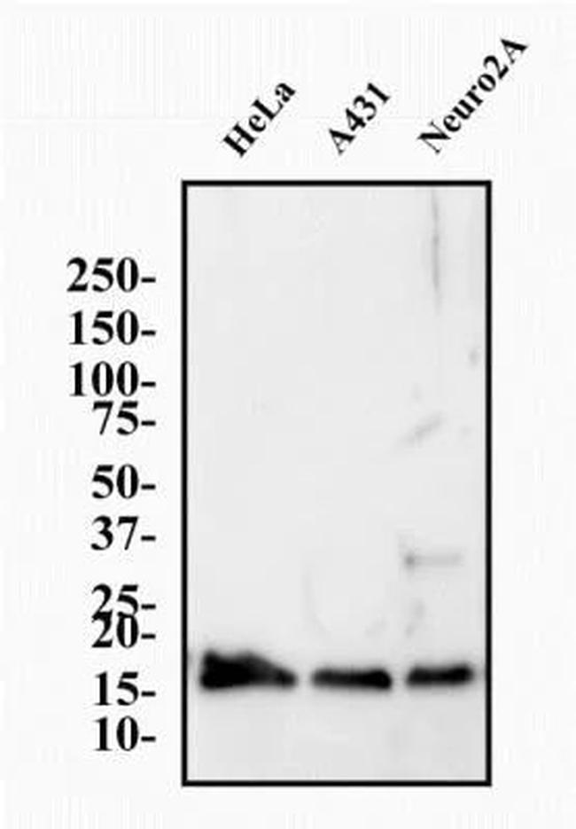 Histone H3.3 Antibody in Western Blot (WB)