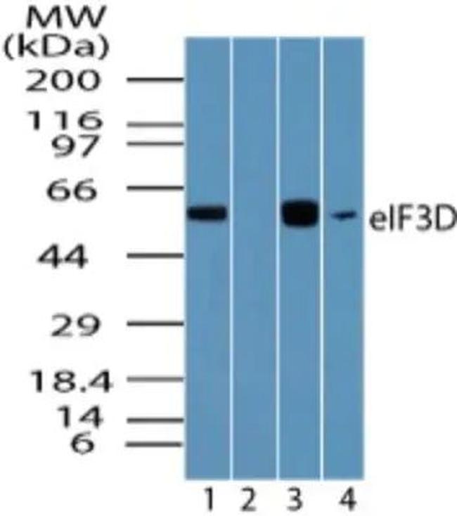 eIF3d Antibody in Western Blot (WB)