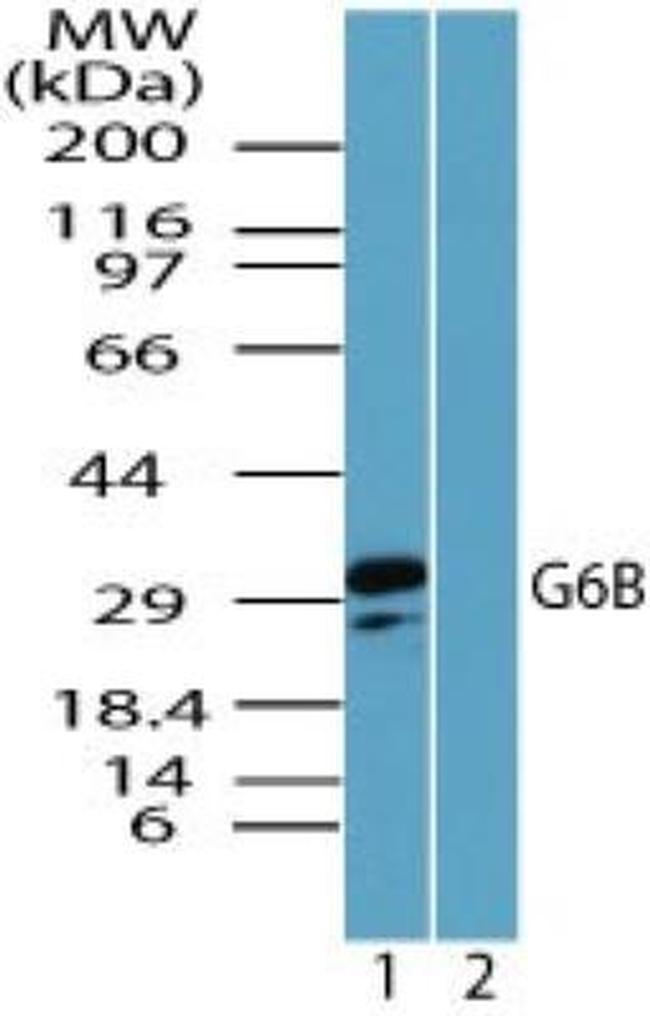 G6B Antibody in Western Blot (WB)