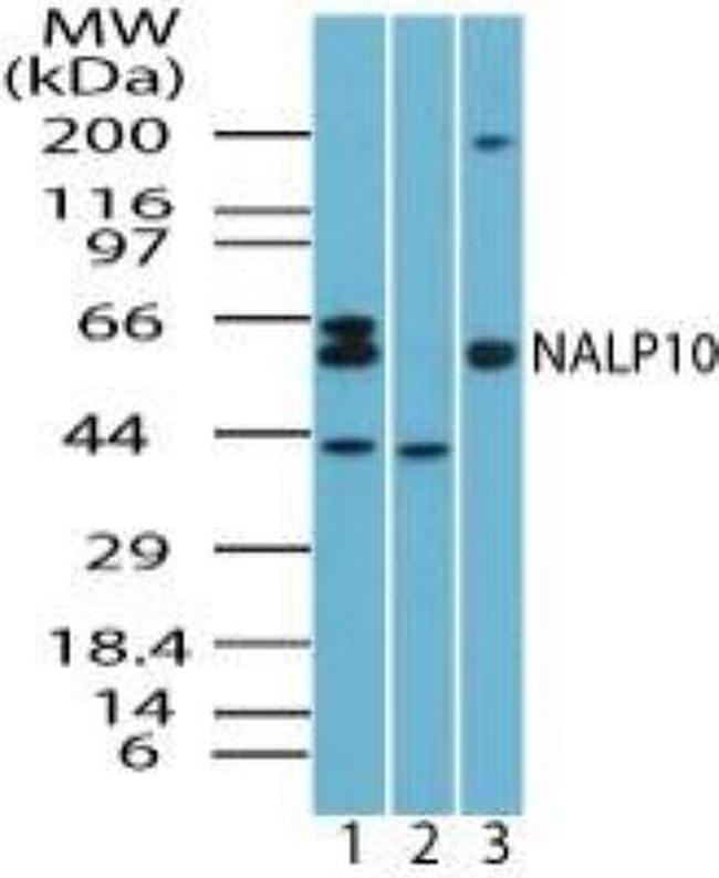 NALP10 Antibody in Western Blot (WB)