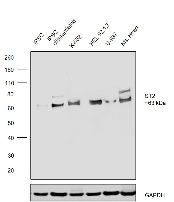 ST2 Antibody