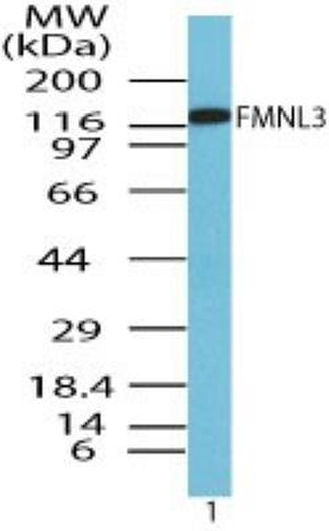 FMNL3 Antibody in Western Blot (WB)