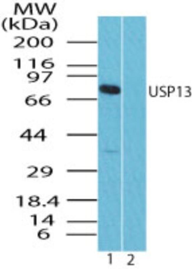 USP13 Antibody in Western Blot (WB)