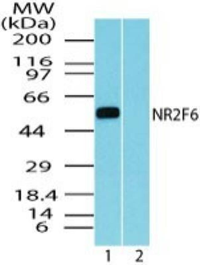 EAR2 Antibody in Western Blot (WB)