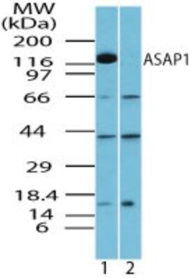 ASAP1 Antibody in Western Blot (WB)