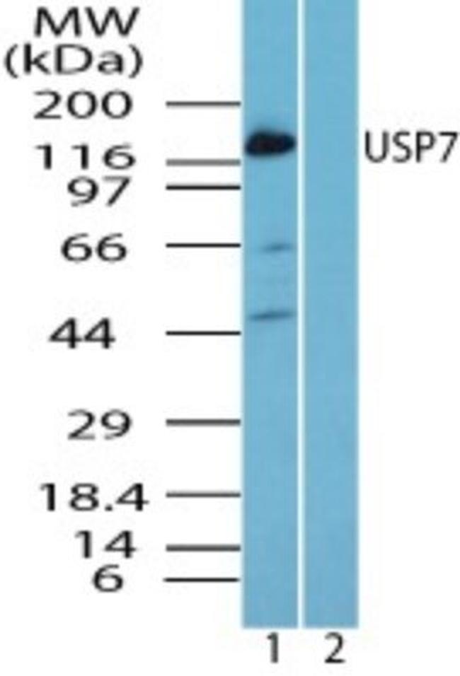 USP7 Antibody in Western Blot (WB)