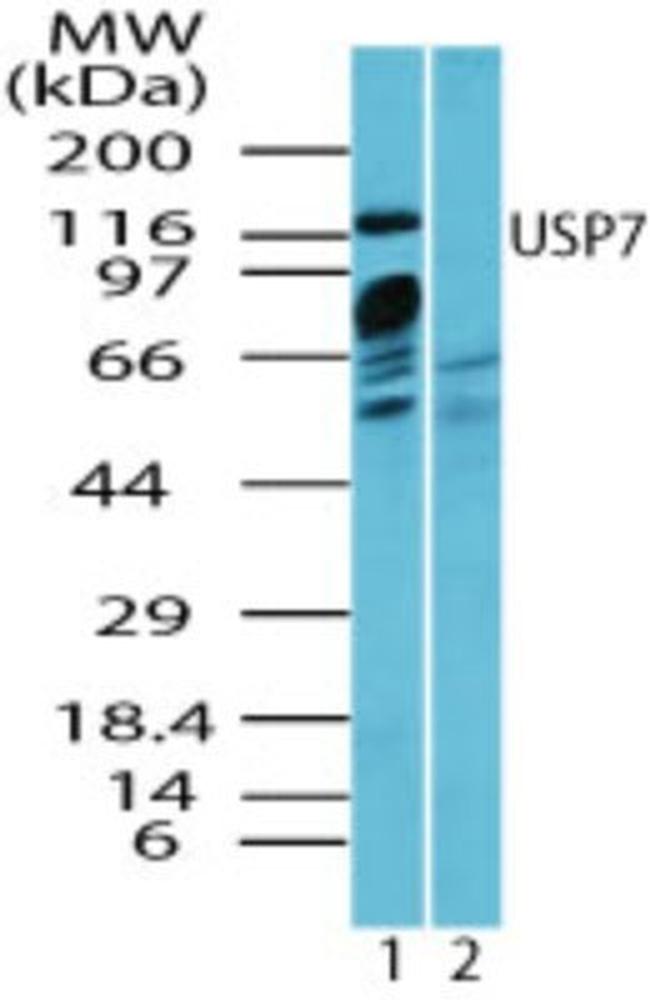 USP7 Antibody in Western Blot (WB)