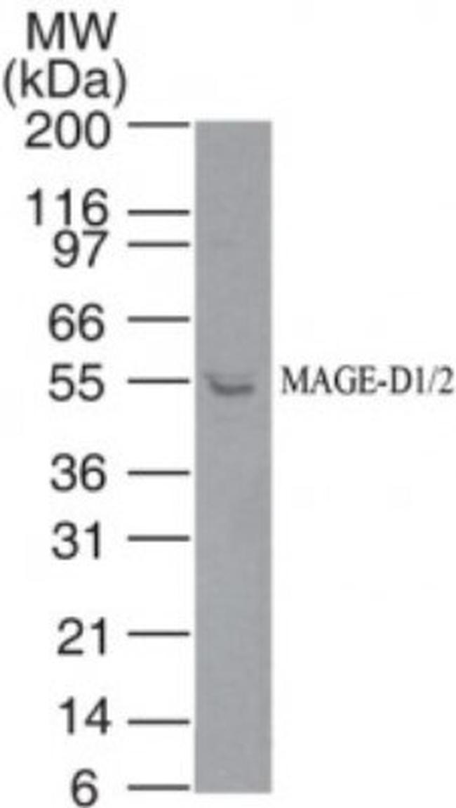 MAGED1/MAGED2 Antibody in Western Blot (WB)