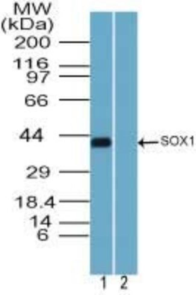 SOX1 Antibody in Western Blot (WB)