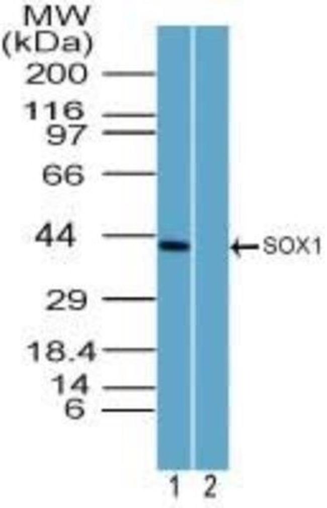 SOX1 Antibody in Western Blot (WB)