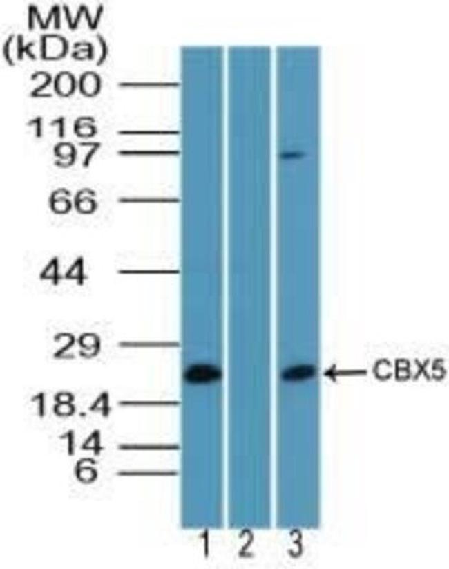 HP1 alpha Antibody in Western Blot (WB)