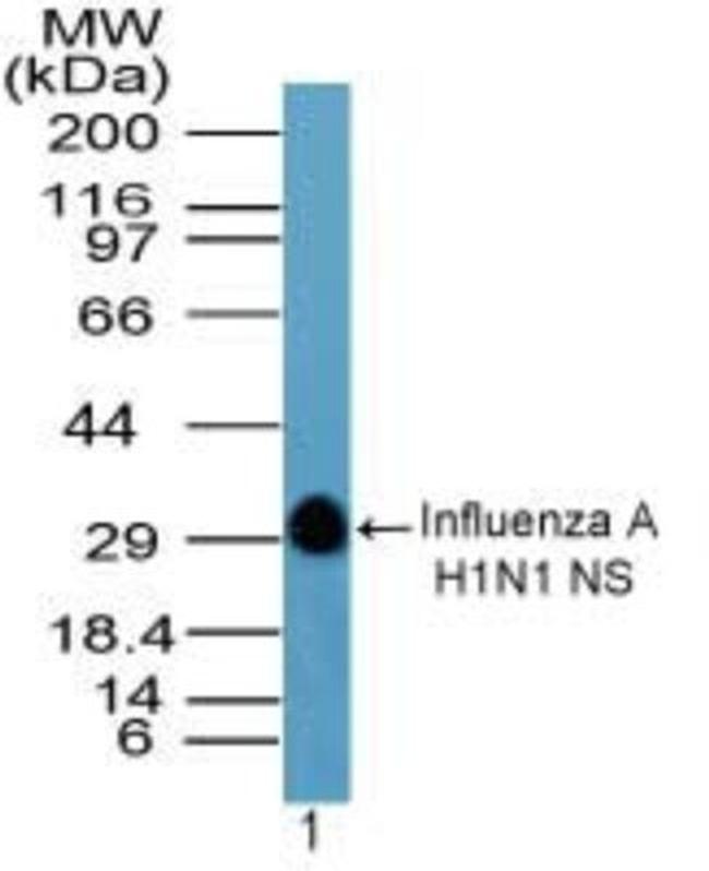 Influenza A H1N1 NS Antibody in Western Blot (WB)