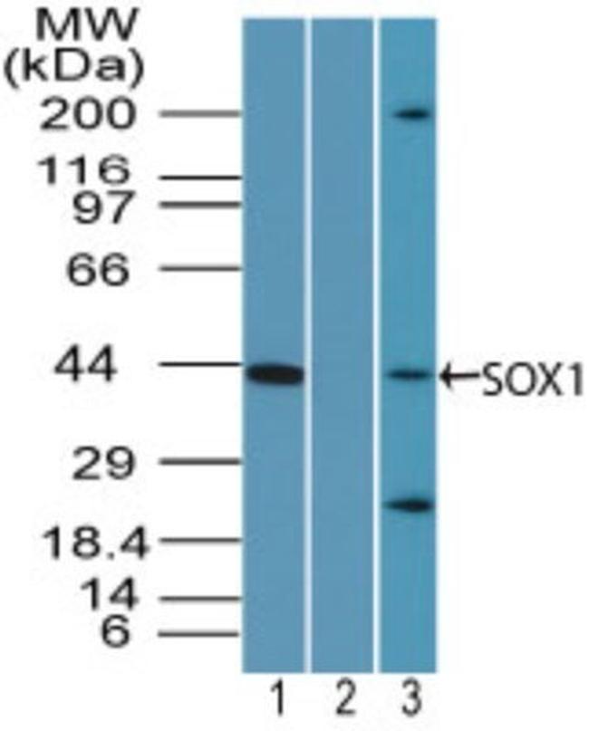 SOX1 Antibody in Western Blot (WB)