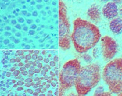 DDX4 Antibody in Immunohistochemistry (Paraffin) (IHC (P))