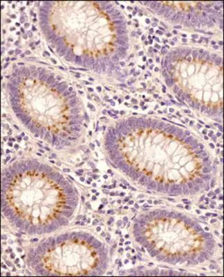 STING Antibody in Immunohistochemistry (Paraffin) (IHC (P))