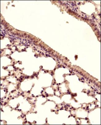 STING Antibody in Immunohistochemistry (Paraffin) (IHC (P))