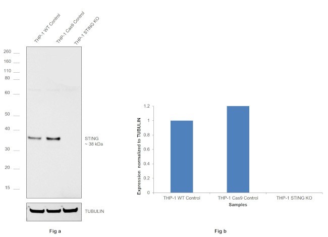 STING Antibody in Western Blot (WB)