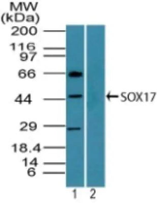 SOX17 Antibody in Western Blot (WB)