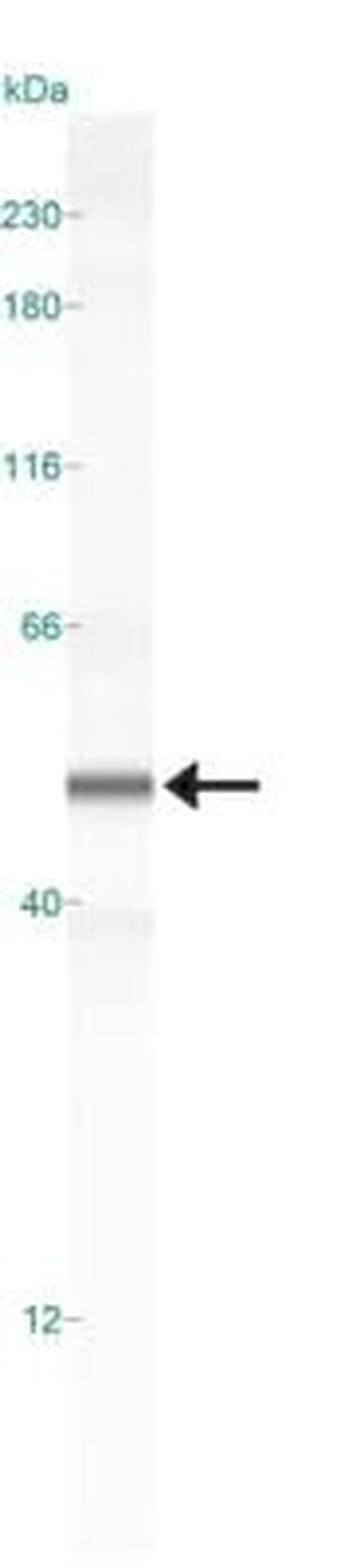 SOX9 Antibody in Western Blot (WB)