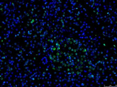 GATA4 Antibody in Immunohistochemistry (Paraffin) (IHC (P))