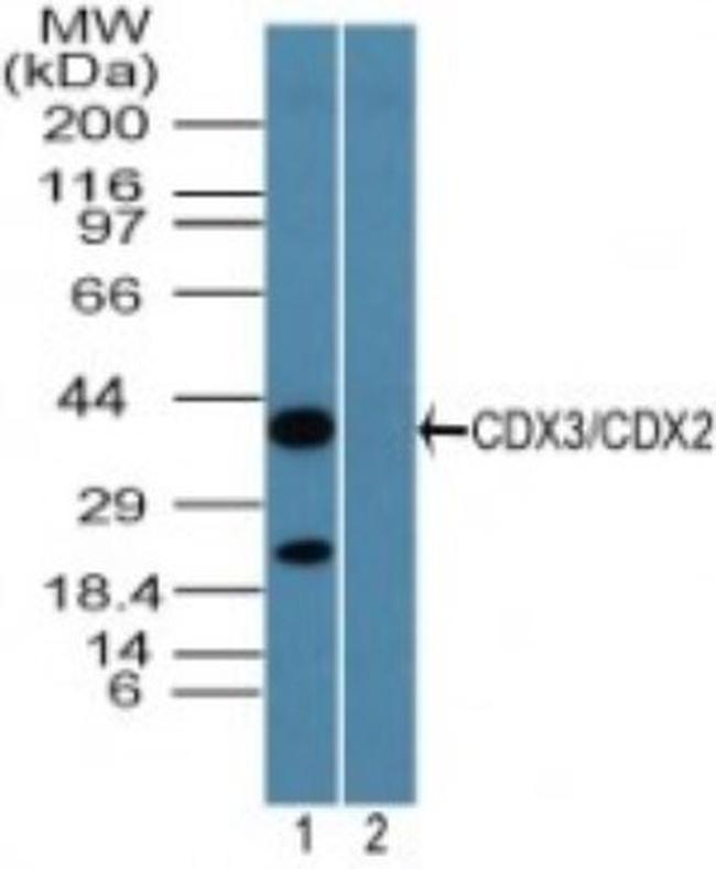 CDX2 Antibody in Western Blot (WB)