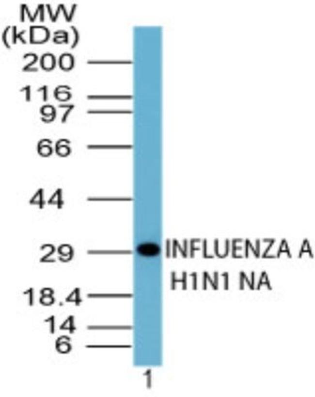 Influenza A H1N1 NA Antibody in Western Blot (WB)