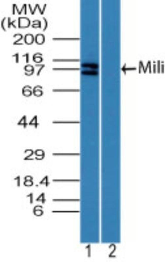 PIWIL1 Antibody in Western Blot (WB)