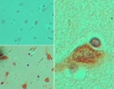 Stella Antibody in Immunohistochemistry (Paraffin) (IHC (P))