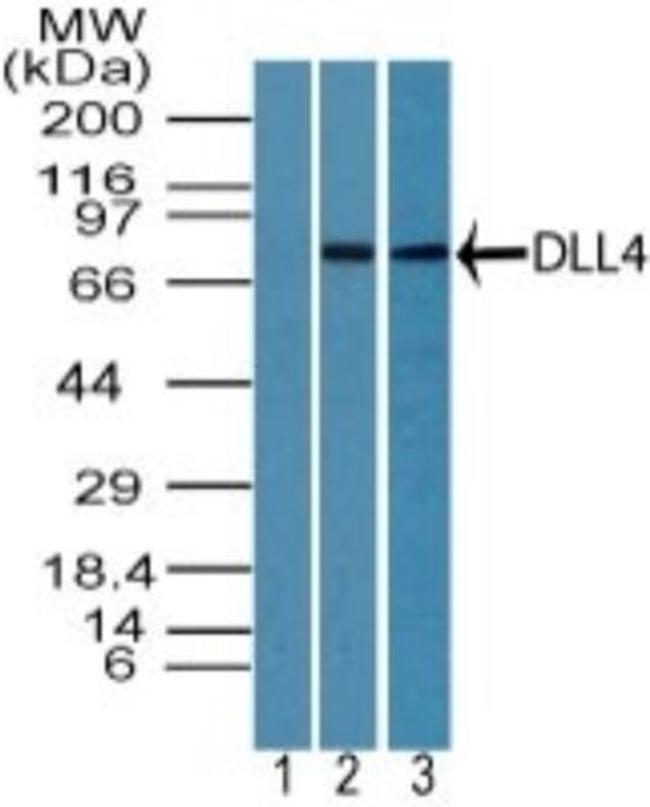 DLL4 Antibody in Western Blot (WB)