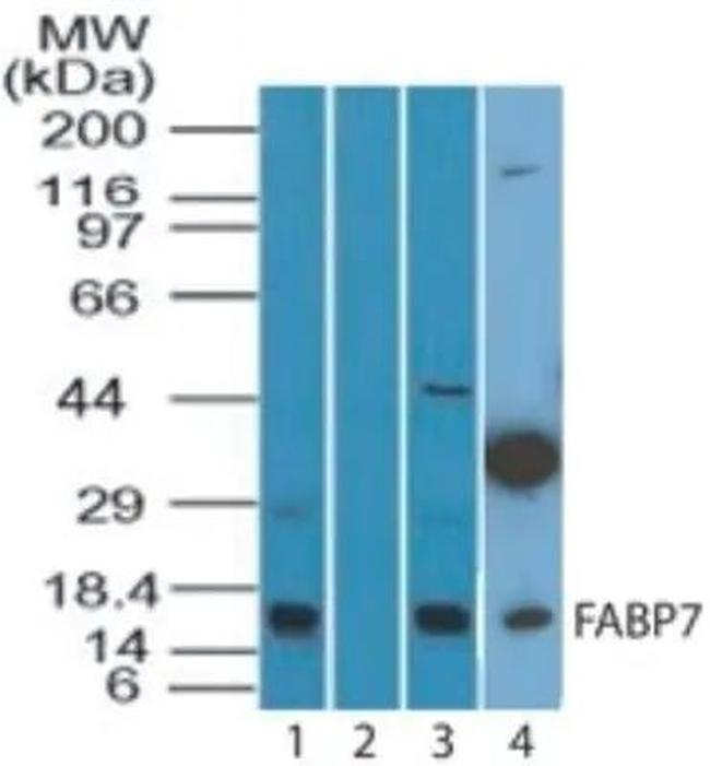 FABP7 Antibody in Western Blot (WB)