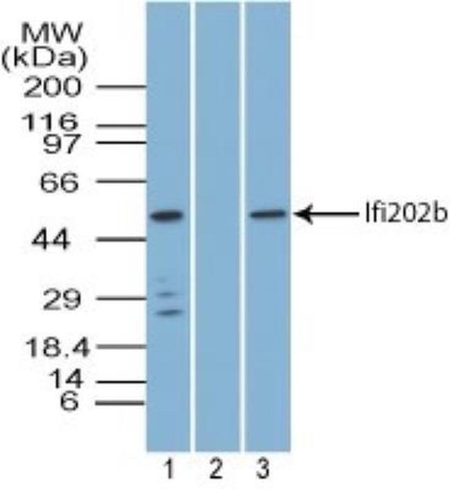 Ifi202 Antibody in Western Blot (WB)