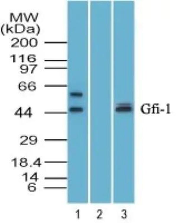 GFI1 Antibody in Western Blot (WB)