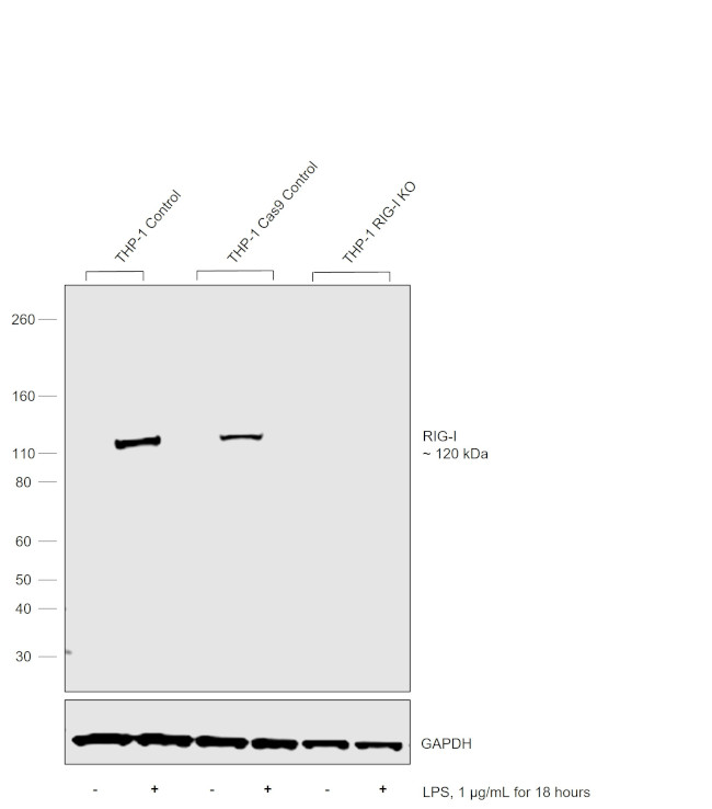 RIG-I Antibody