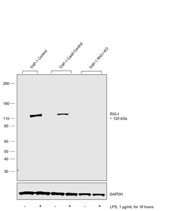 RIG-I Antibody in Western Blot (WB)