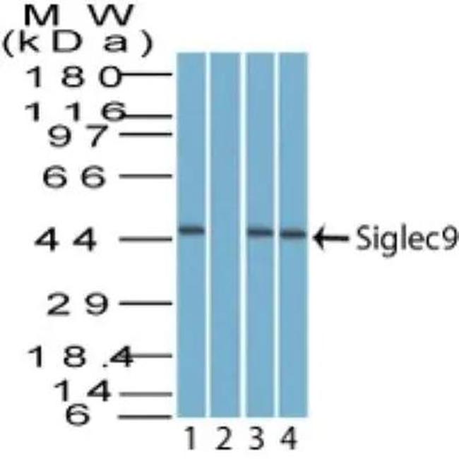 SIGLEC9 Antibody in Western Blot (WB)