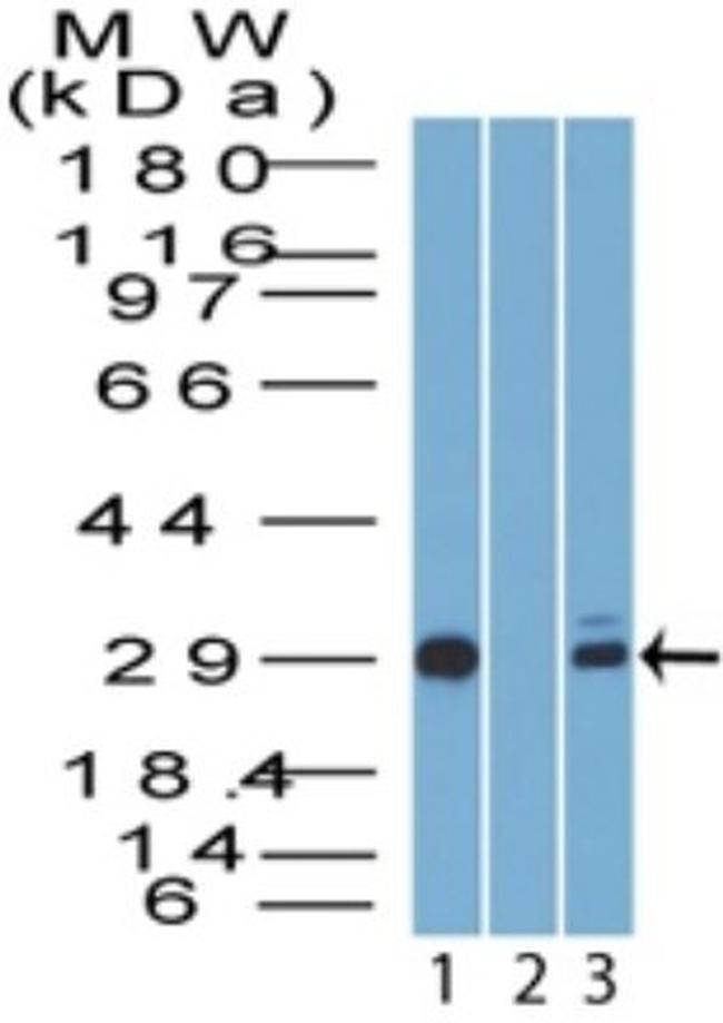 14-3-3 sigma Antibody in Western Blot (WB)